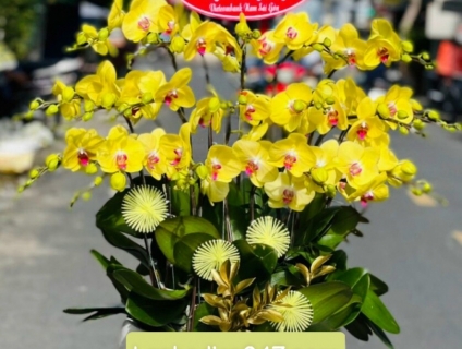 Những mẫu Lan Hồ Điệp bán chạy nhất tại shop hoa lan 247 tphcm