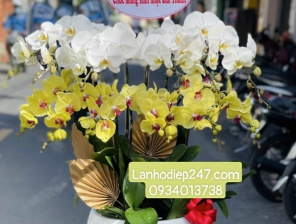 Những mẫu Lan Hồ Điệp vừa túi tiền đặt tại bàn làm việc hay showroom