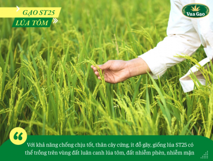 GẠO ST25 VÀ GẠO LÚA TÔM ST25 KHÁC GÌ NHAU?