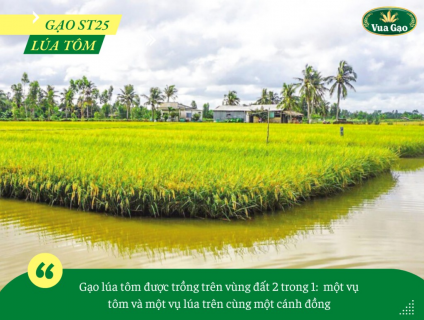 VÌ SAO GẠO ST25 LÚA TÔM LẠI GIÀU DINH DƯỠNG HƠN CÁC LOẠI GẠO THƯỜNG?