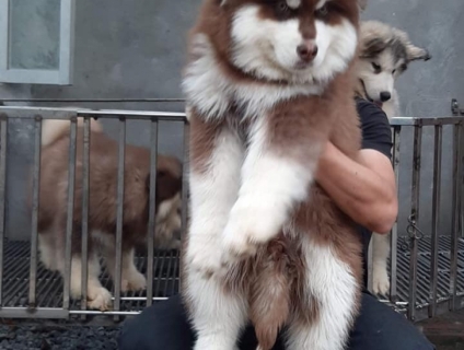 Alaska nâu đỏ thuần chủng