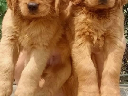 Golden nâu đỏ tìm nhà yêu thương