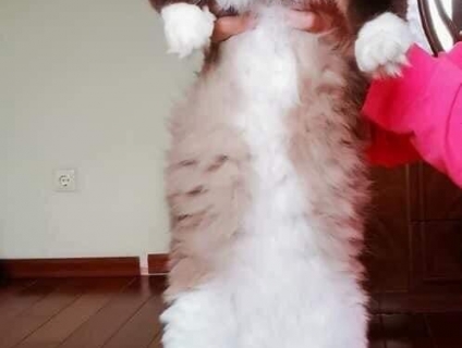 Mèo Ragdoll  10 tháng ngoan ngoãn