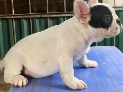 Bull pháp ngoan ngoãn 60 ngày bò sữa