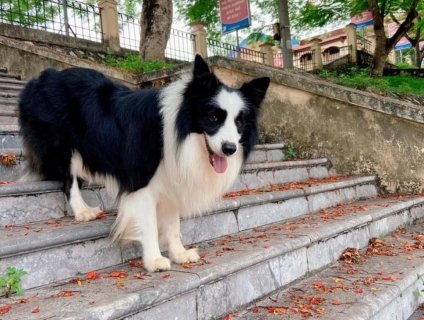 Chó chăn cừu thuần chủng