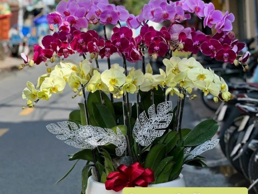 Shop hoa Lan Hồ Điệp giá rẻ cao cấp chất lượng hàng đầu