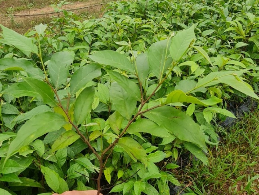 BÁN CÂY XOĂN ĐÀO CHUẨN GIỐNG F1