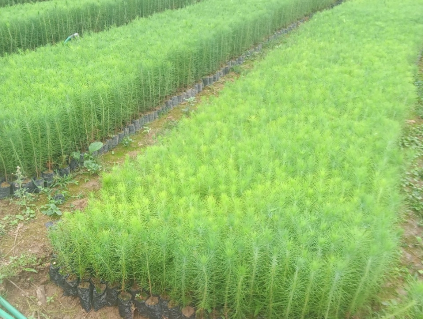 cung cấp cây thông giống