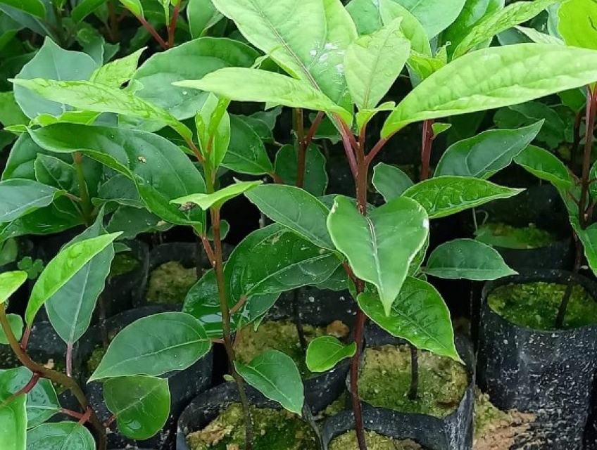 giống cây gù hương chuẩn giống việt nam