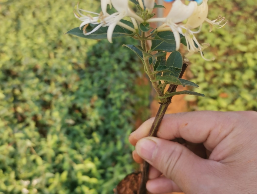 Kim ngân hoa có tác dụng gì ?