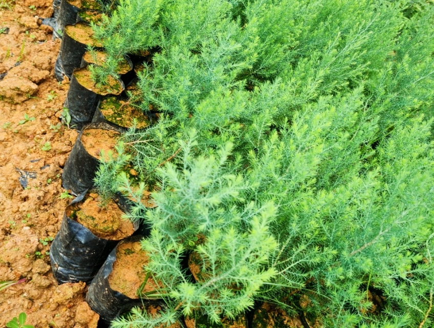 cây giống hoàng đàn tuyết lạng sơn