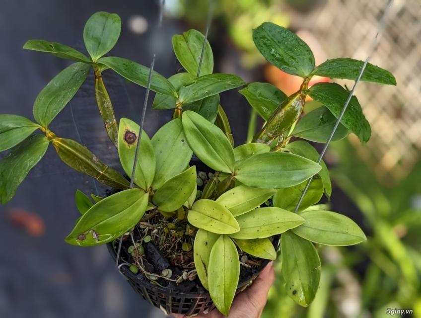 Kiều vuông hoa nở xuân tết