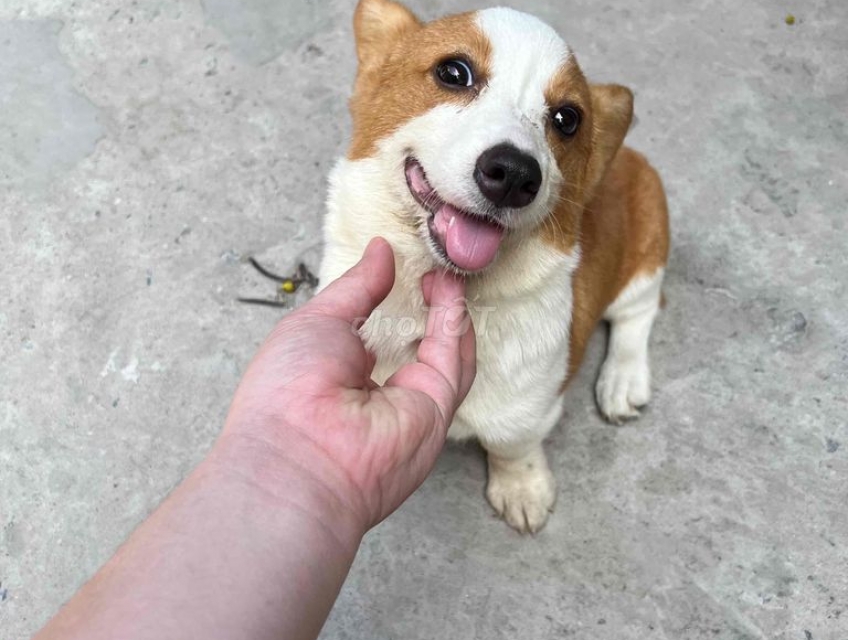 Corgi cái thuần chủng