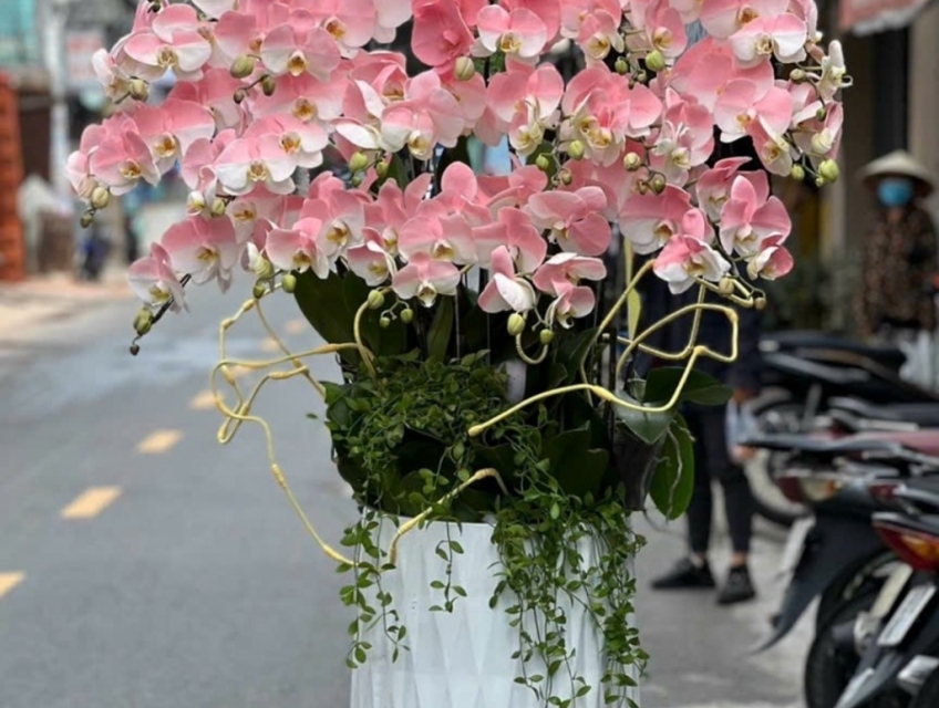Những chậu hoa lan hồ điệp Apollo nhuộm màu đẹp sang trọng nhất tphcm