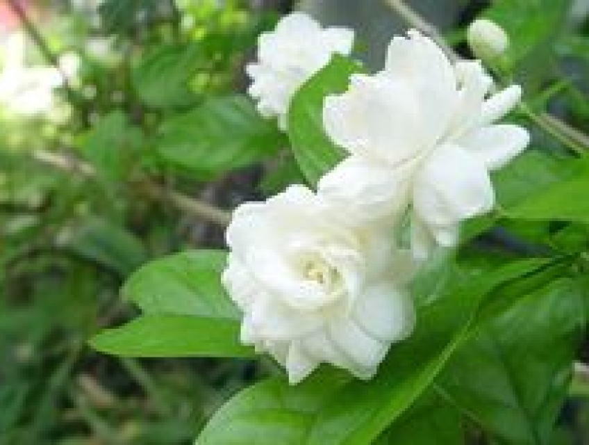 Phân bón cho Hoa Nhài