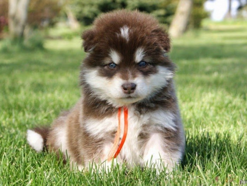 Chó Alaska con giá rẻ