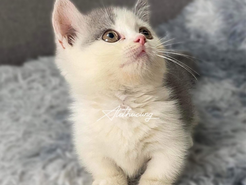 Mèo Munchkin, Mèo anh lông ngắn chân lùn giá rẻ