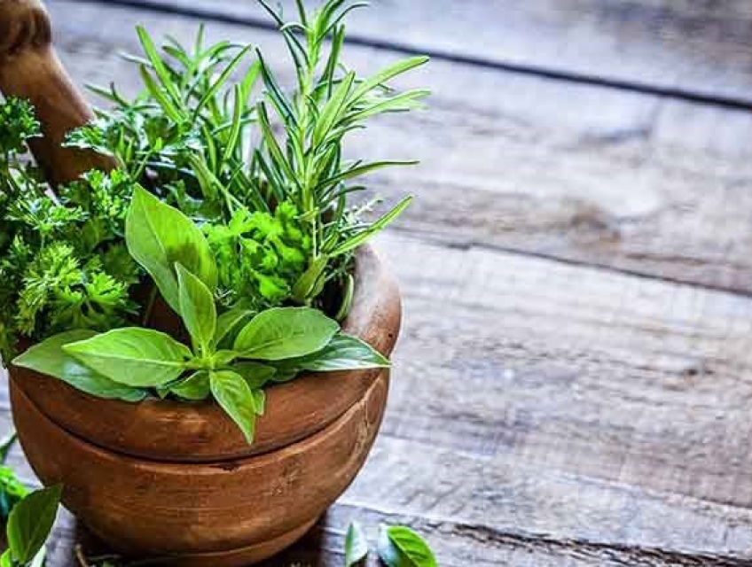 3 Cây thuốc hỗ trợ điều trị ung thư