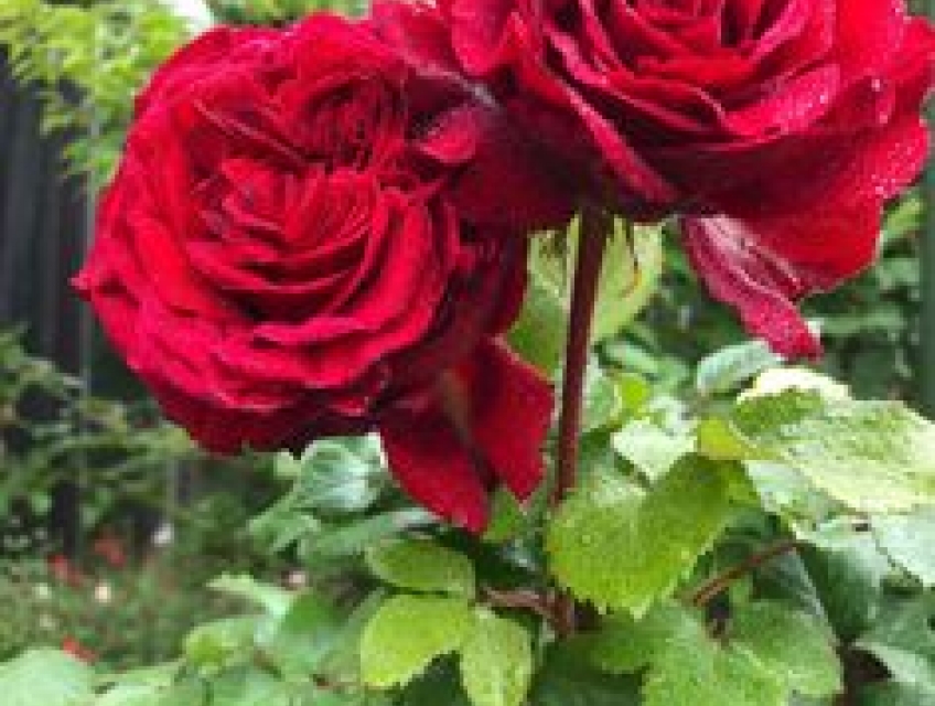 Cách chăm sóc cây hoa hồng-weeviva