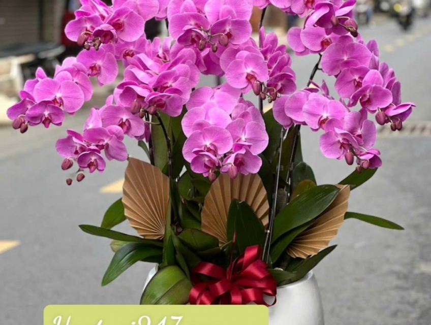Shop hoa lan hồ điệp cao cấp chất lượng số 1 tphcm - Hoatuoi247.com.vn