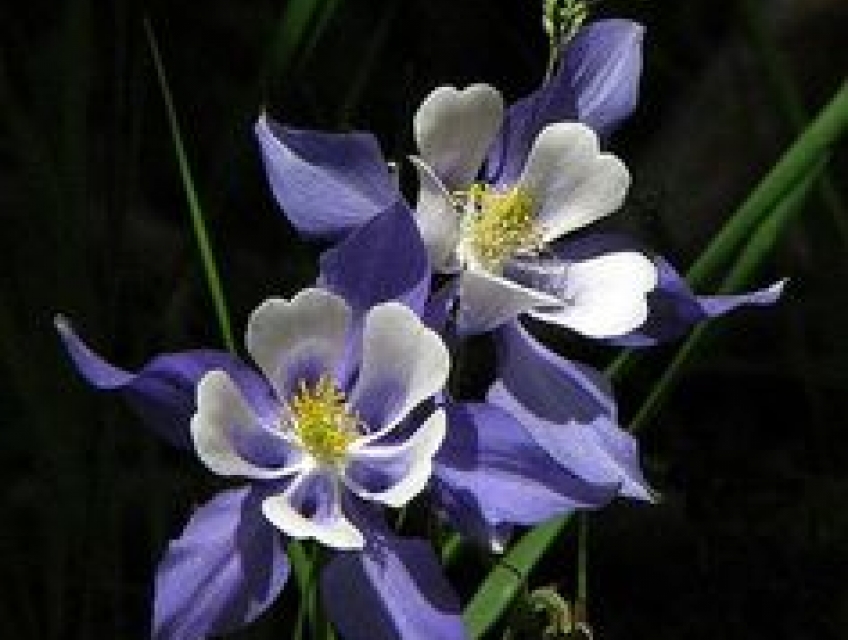 Cách trồng và chăm sóc hoa lan