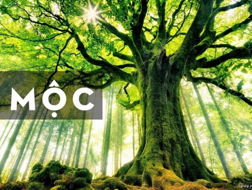 PHONG THỦY PHÒNG BẾP CHO NGƯỜI MỆNH MỘC CẦN NHỮNG GÌ?