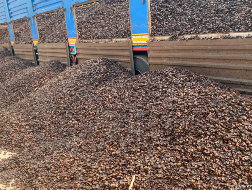 Thu Mua & Phân Phối Vỏ lụa hạt điều