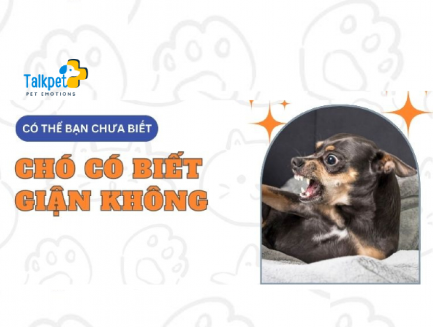 CHÓ CÓ GIẬN DỮ KHÔNG?