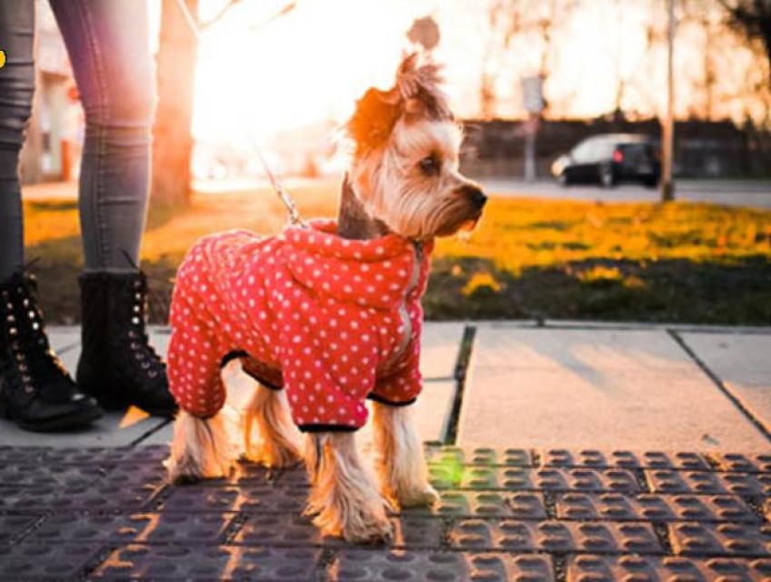 Tạp chí thời trang thú cưng: 4 Bí kíp biến thành fashionista