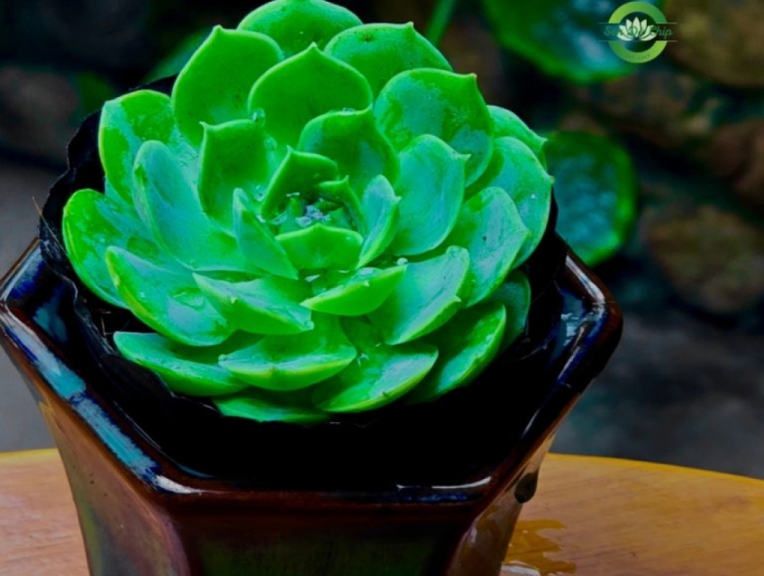 Sen Đá Hoa Hồng Xanh