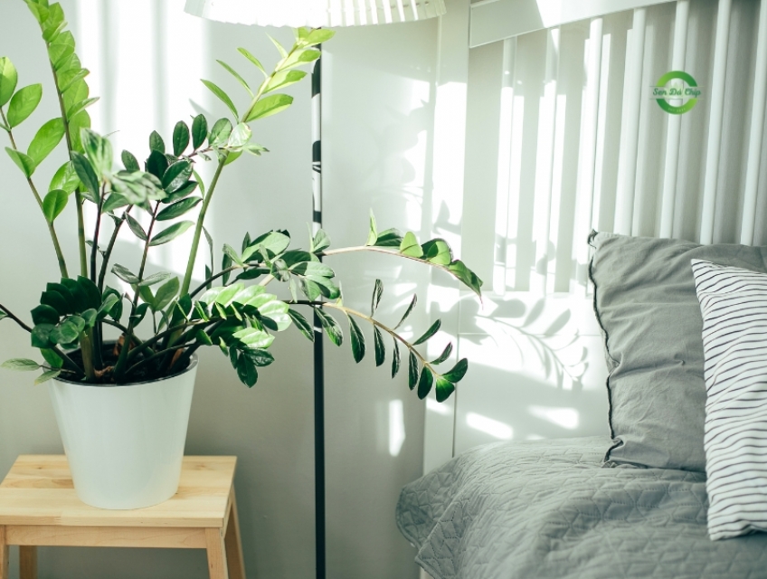 Đặt cây trong phòng ngủ có thực sự gây hại cho sức khỏe?