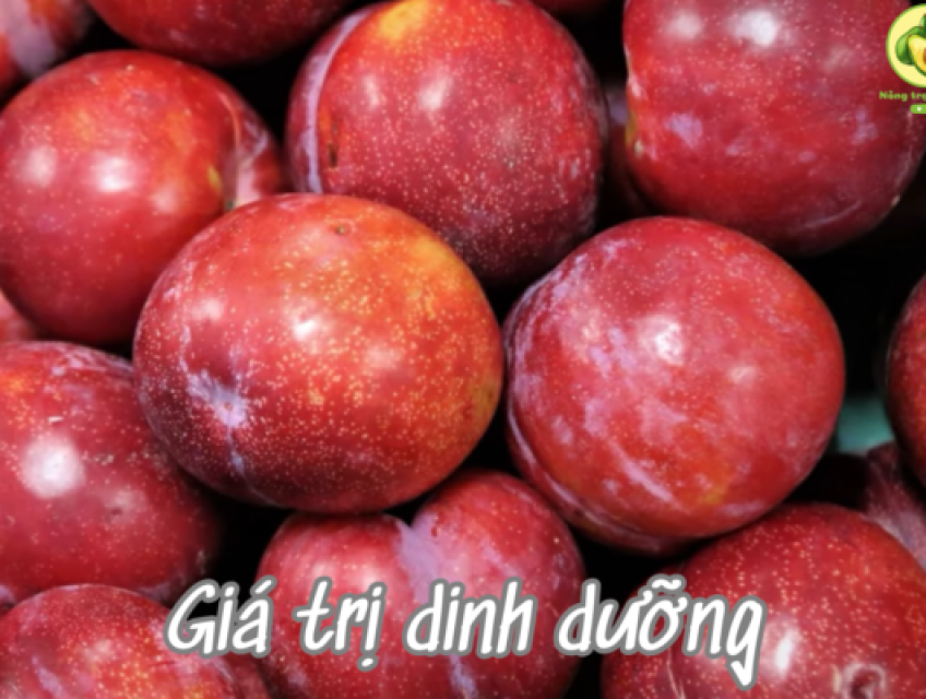 Khám Phá Trái Cây Cherry Tại Nông Trại Trái Cây