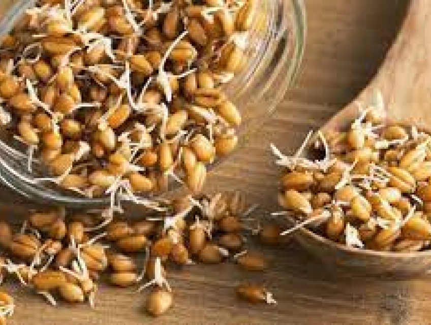 Mầm ngũ cốc có lợi ích gì cho sức khỏe? Hãy Hà Vân tìm hiểu nhé!