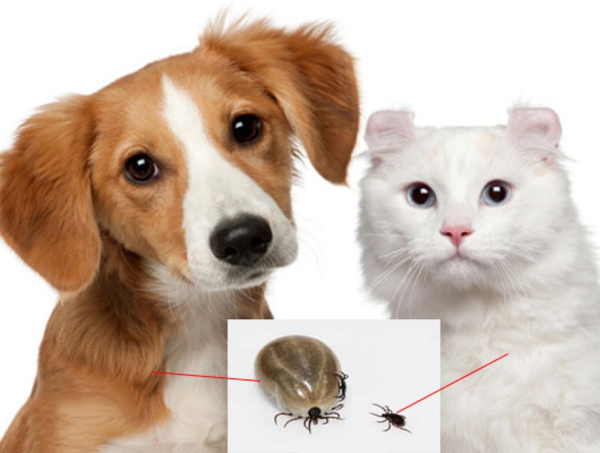 Cách trị rận chó mèo an toàn và hiệu quả tại nhà