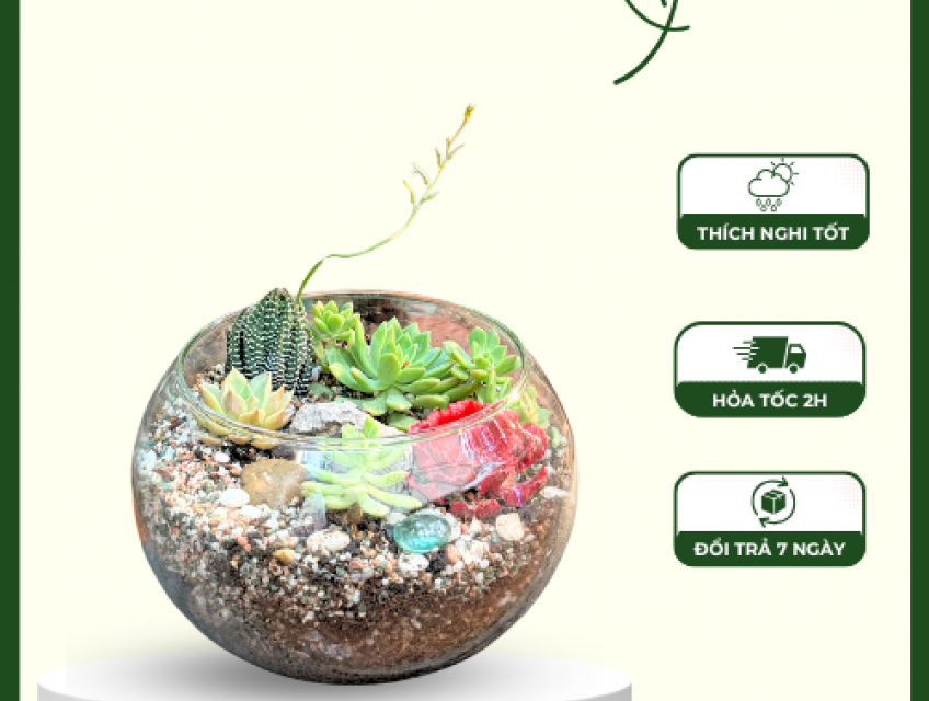 Có Nên Mua Sen Đá Hợp Mệnh Để Mang Tài Lộc Không?