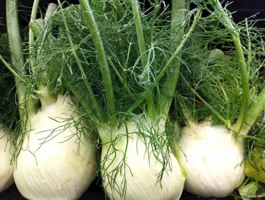 Củ thì là (Fennel) tươi Đà Lạt - Rau củ sạch, giao tại TP.HCM
