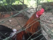 Gà tre nhà đổ ( gà đấu)