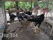Gà chọi Con 4th5 gần 2 ký 1 con . giá chuyển 1tr5 cặp trống Mái.