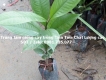 cung cấp cây giống  măng cụt chất lượng cao