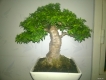 bonsai mini, cây để bàn mini, cây văn phòng