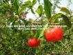 cung cấp cây giống sơ ri chất lượng cao