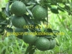 Cây Giống Cam Sành Miền Bắc