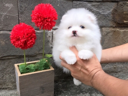 Chó phóc sóc ( pomeranian) - Chuyên bán và nhập
