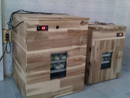 Máy ấp trứng rất hiệu quả cho ae đổ gà con nè