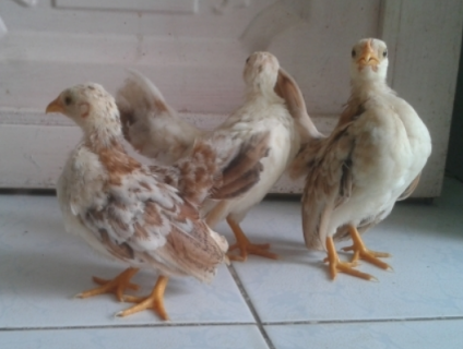 Gà serama & máy ấp trứng fox 1004   .............