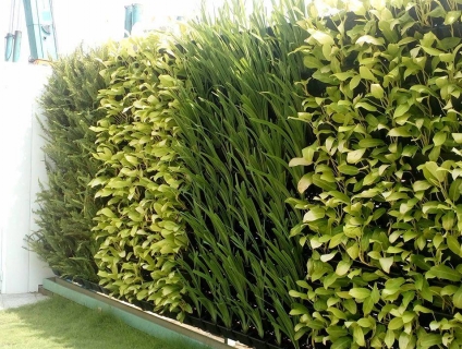 Thi công tường cây, vườn đứng đẳng cấp