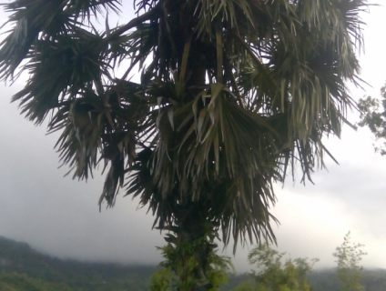 Bán Lá Thốt nốt làm chuồn nuôi dơi lấy phân