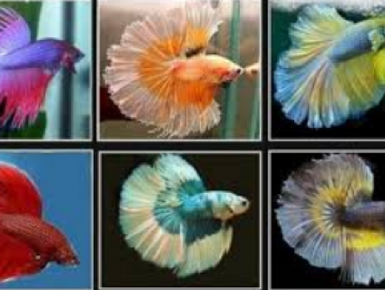 Cá Cảnh Hiệu Nhân-Chuyên kinh doanh các loại cá Rồng - LUÔN CẬP NHẬT CÁ MỚI HẰNG NGÀY