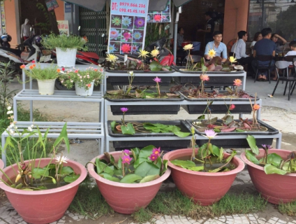 Bán chuyên sĩ và lẽ hoa Súng Thái Lan