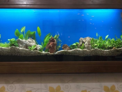 hồ thuỷ sinh treo tường